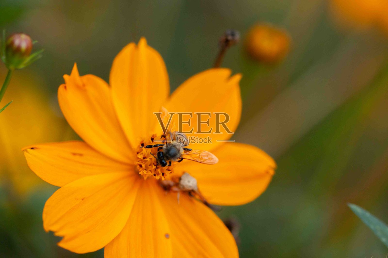 宇宙的花照片摄影图片