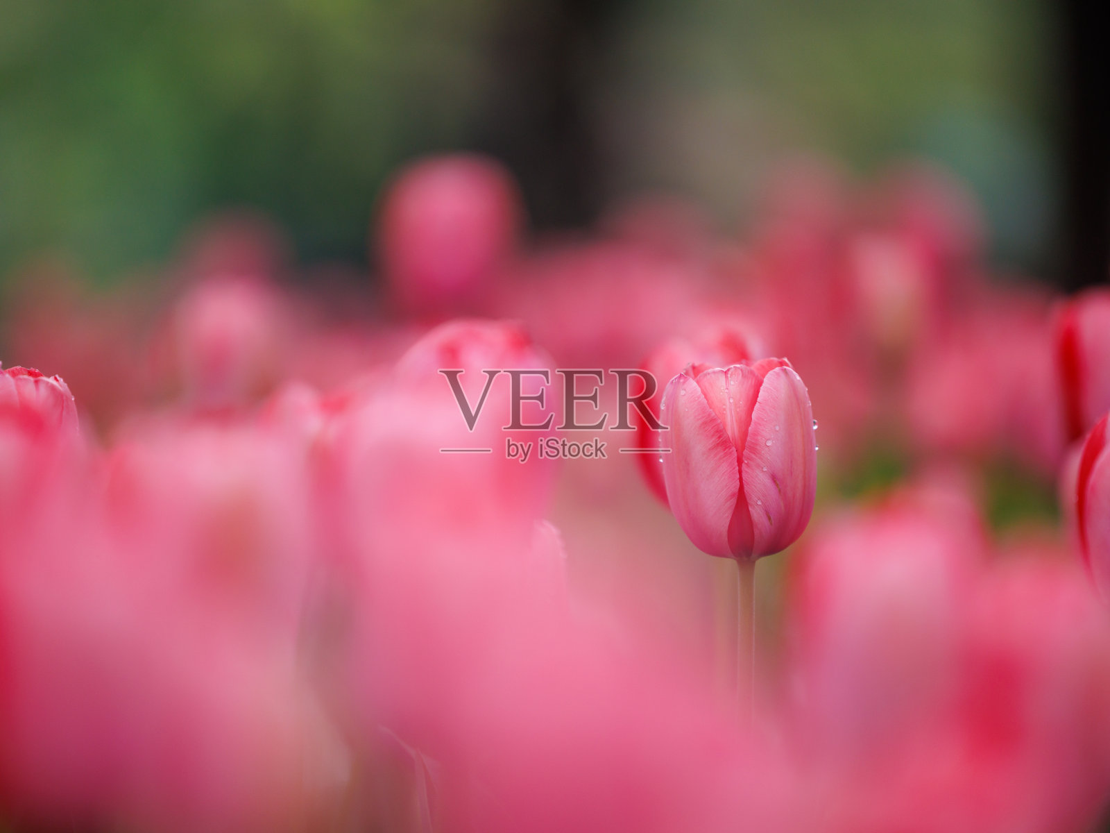 郁金香照片摄影图片