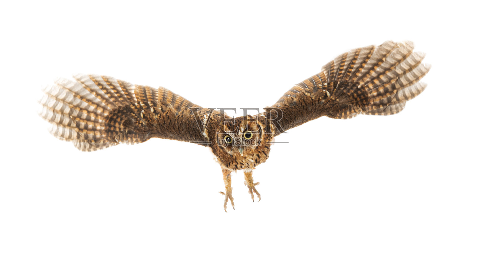 热带鸣叫猫头鹰,巨鸮,展翅飞翔,孤立于白色之上照片摄影图片