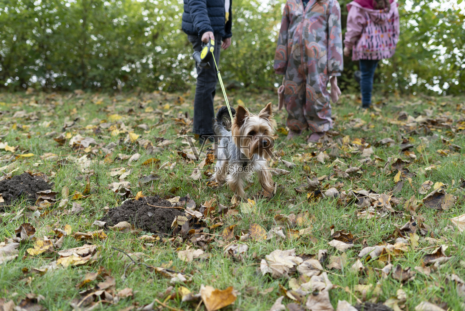 在大自然中拴着狗链的约克夏梗。孩子们在和狗玩耍照片摄影图片