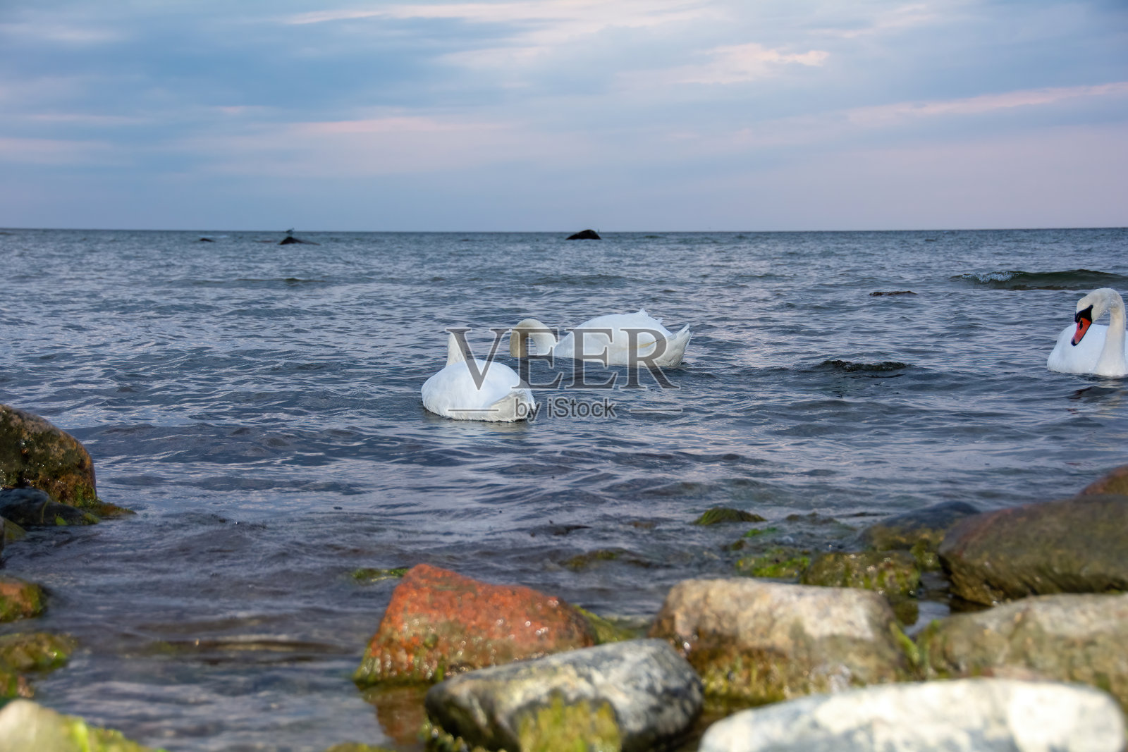 天鹅在海里游泳照片摄影图片