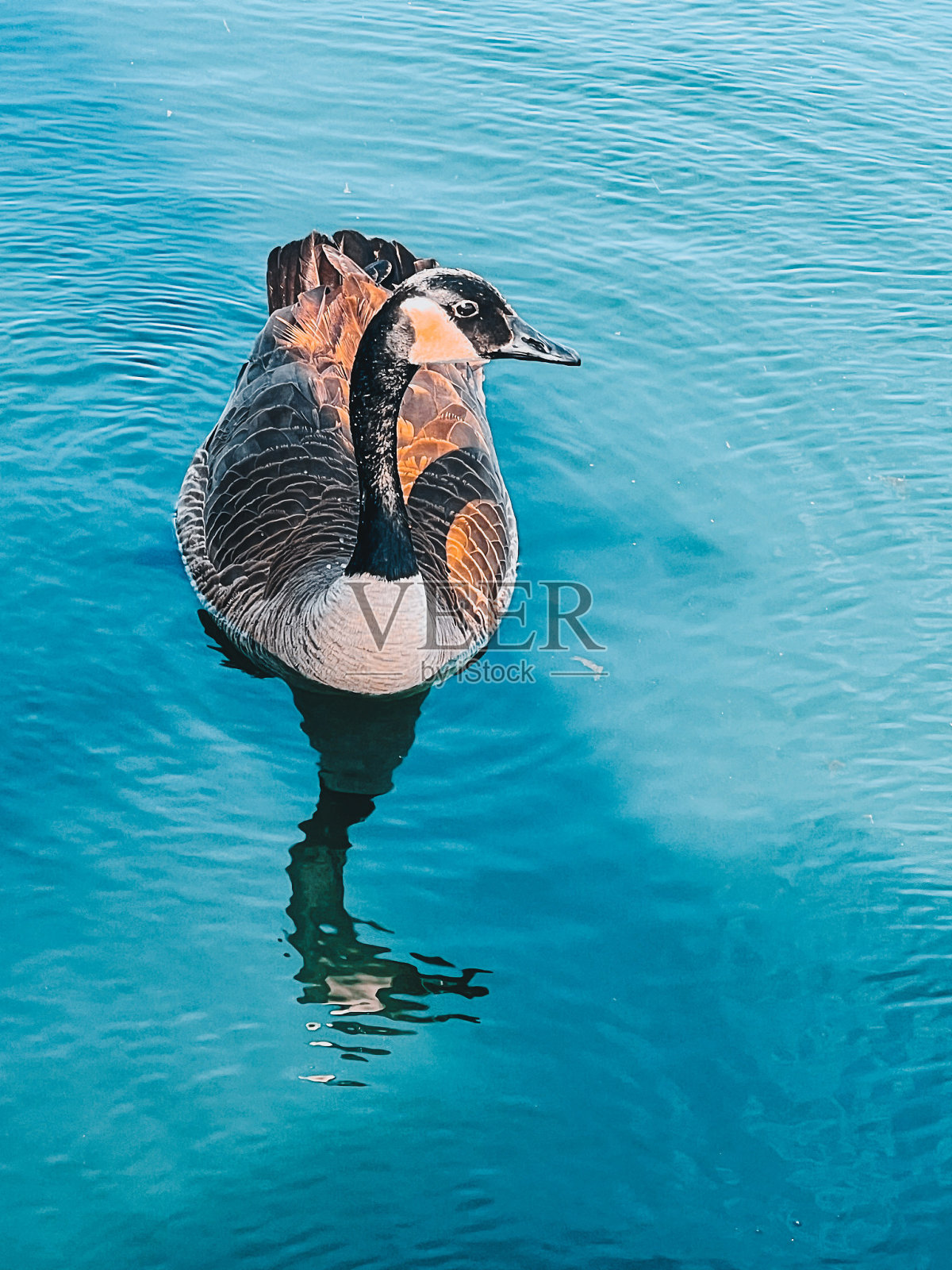 鸭鸭鹅照片摄影图片
