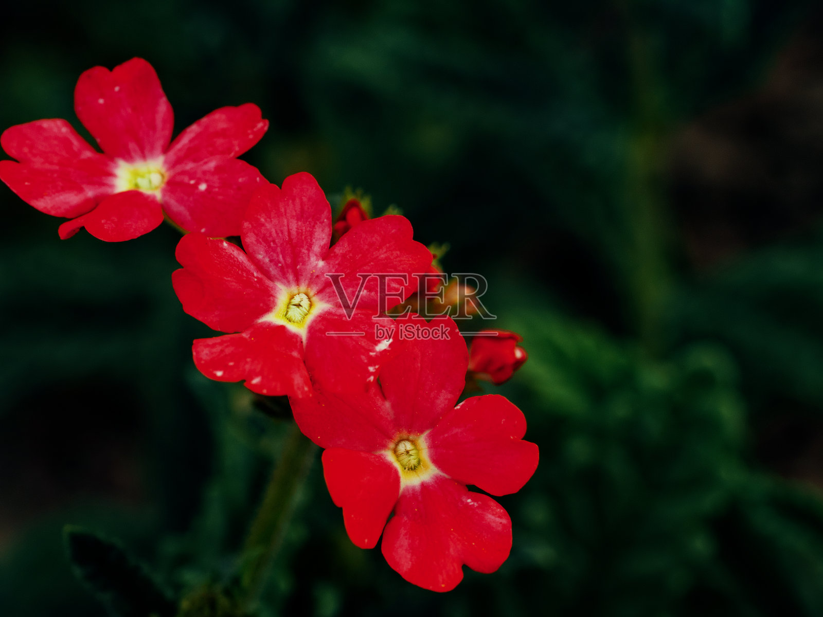 鲜艳的红色花朵的特写,每朵花有五个花瓣,背景是深绿色。照片摄影图片