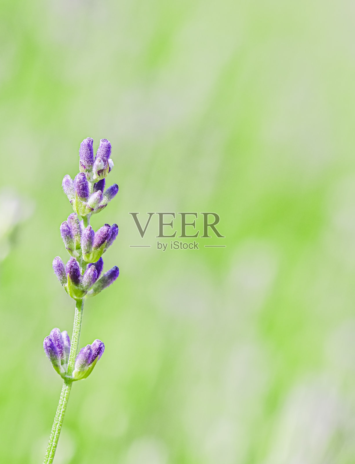 背景来自花园的紫罗兰薰衣草照片摄影图片