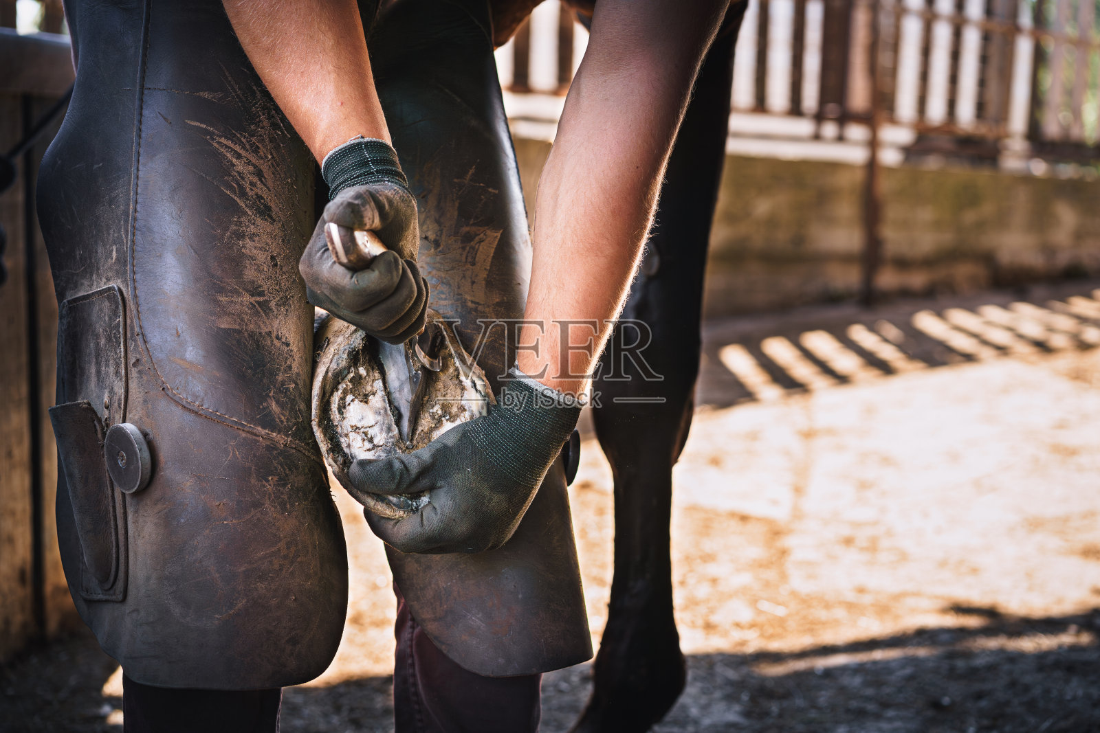 蹄匠把蹄准备好穿鞋。在马厩里,蹄匠把马蹄子上多余的蹄壁修剪掉。照片摄影图片