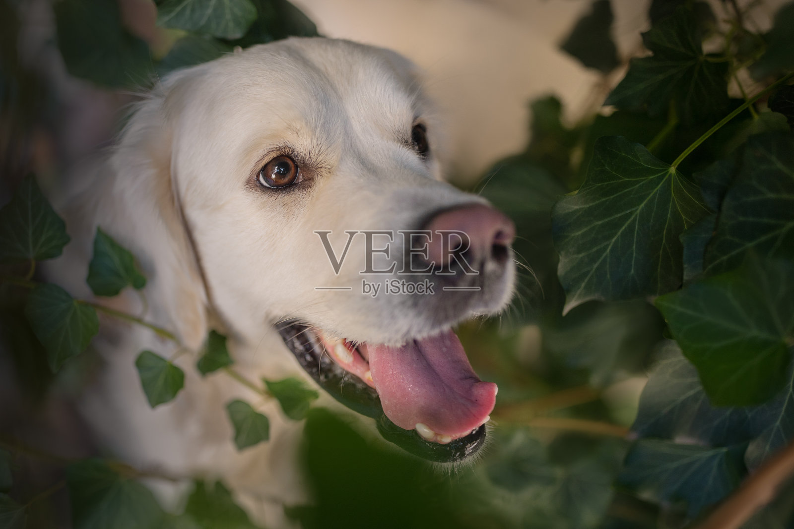 一只美丽的金毛猎犬的肖像照片摄影图片