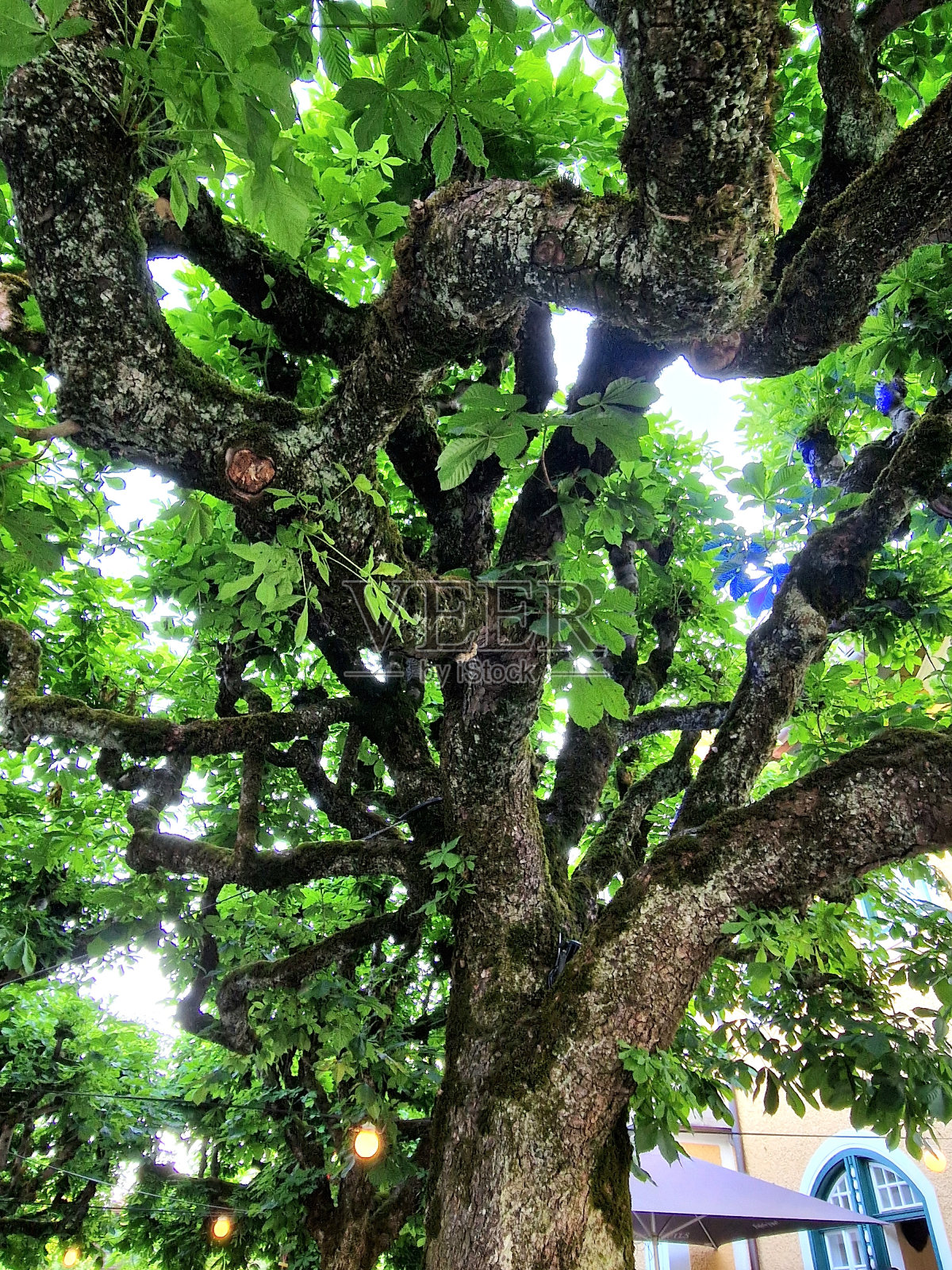 长满青苔的老树照片摄影图片