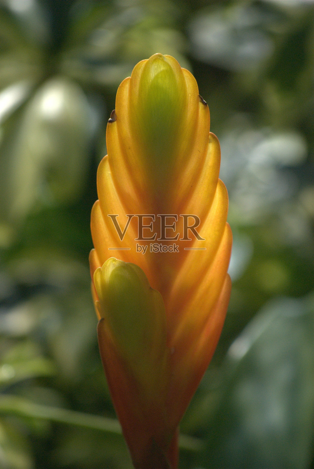 委内瑞拉卡拉波波一个下雨的下午,鲜花盛开。照片摄影图片