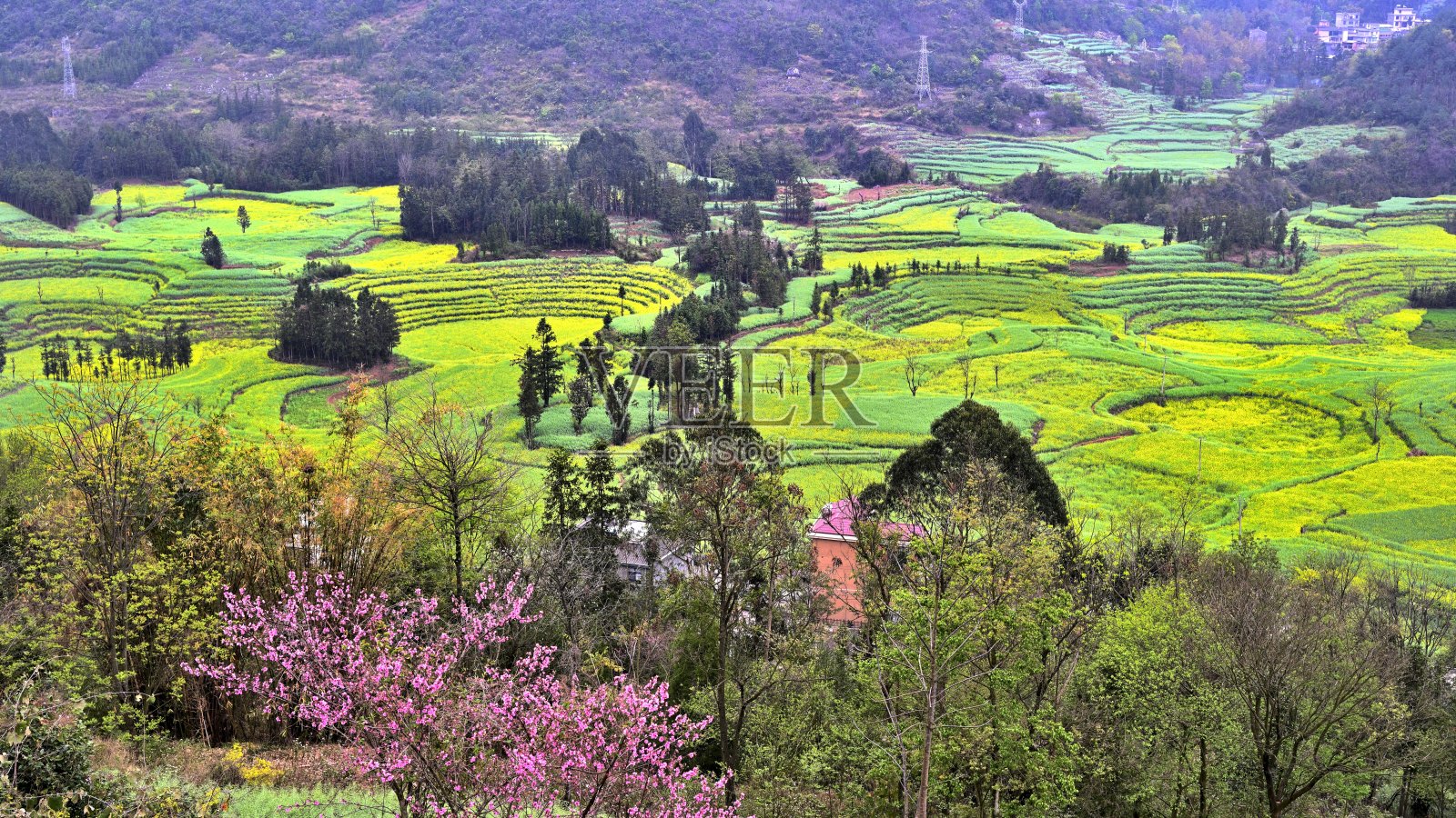 油菜花图案照片摄影图片