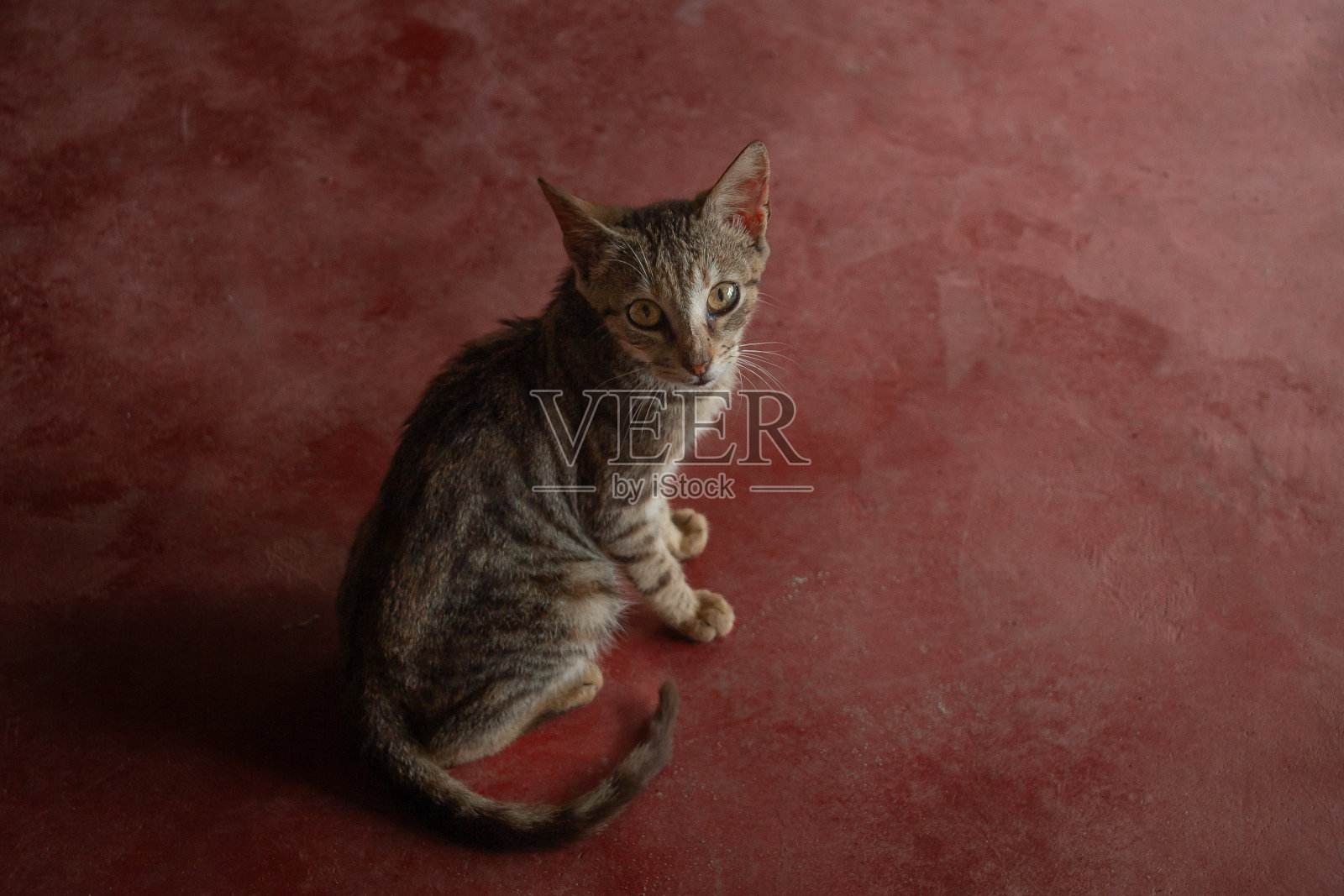 猫照片摄影图片