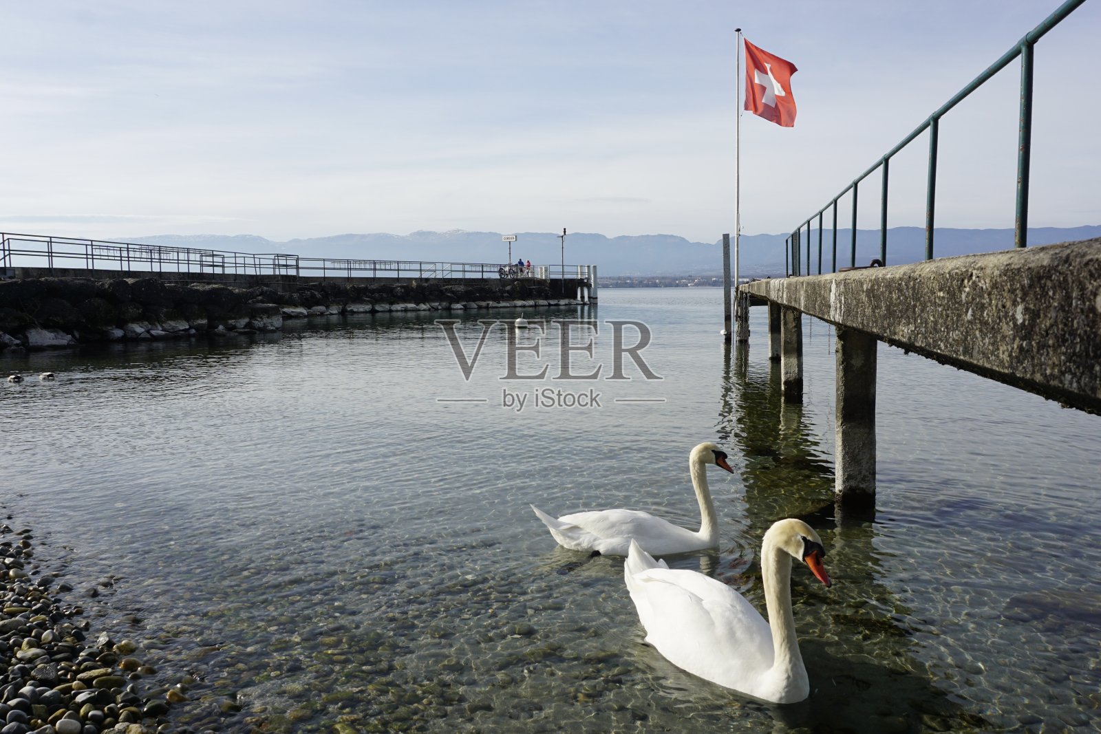 莱曼湖上的天鹅照片摄影图片