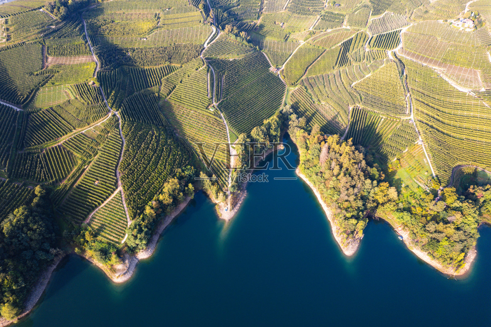 日出时,意大利北部圣朱斯蒂娜湖周围的果园照片摄影图片