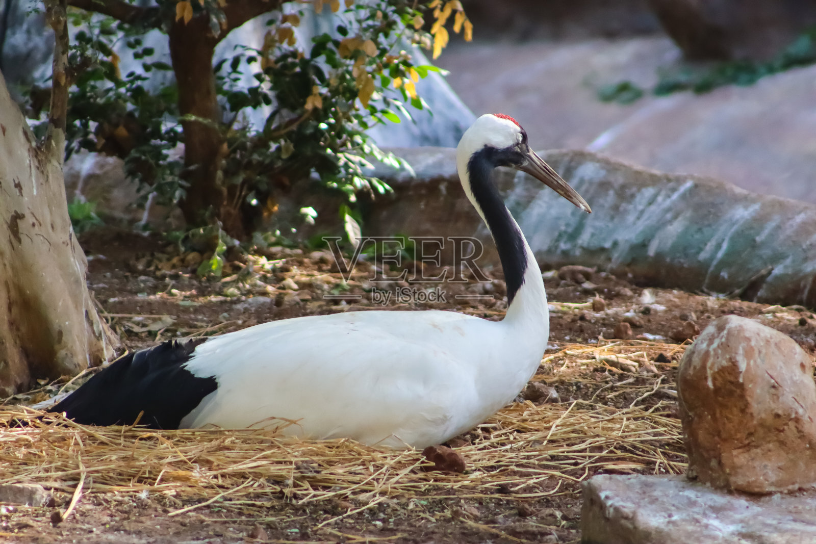 鹤鸟坐在巢里休息照片摄影图片