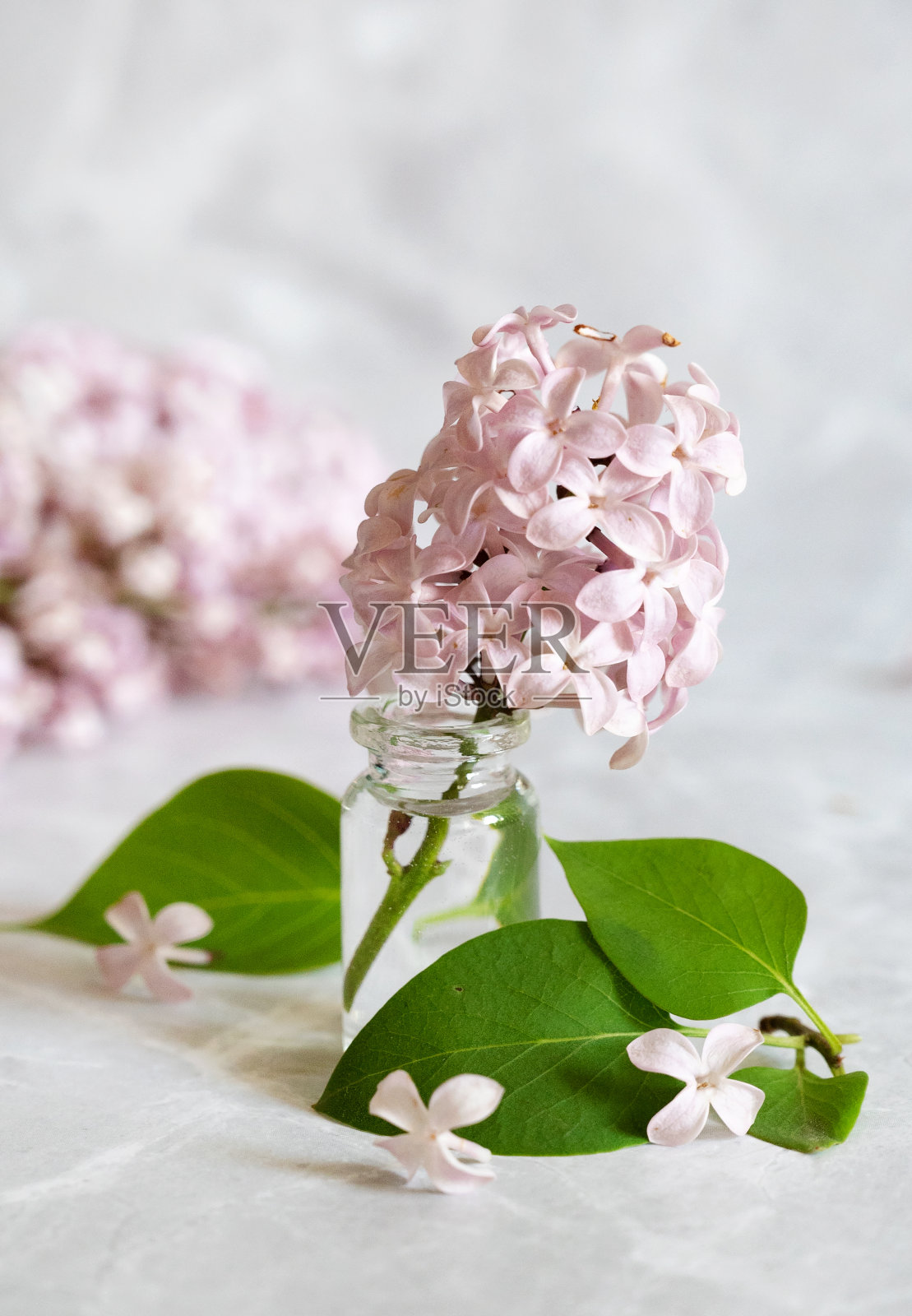 紫丁香花孤立在白色的背景,全景深,剪辑路径照片摄影图片