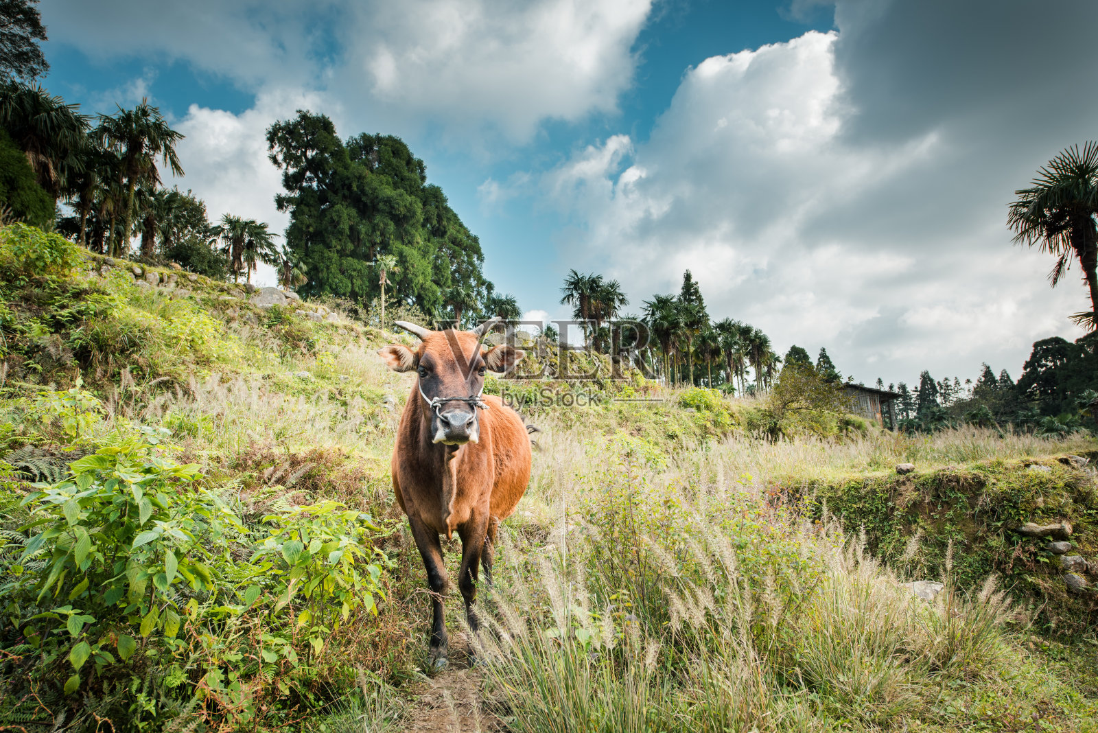 一头黄牛在山上悠闲地吃草。照片摄影图片