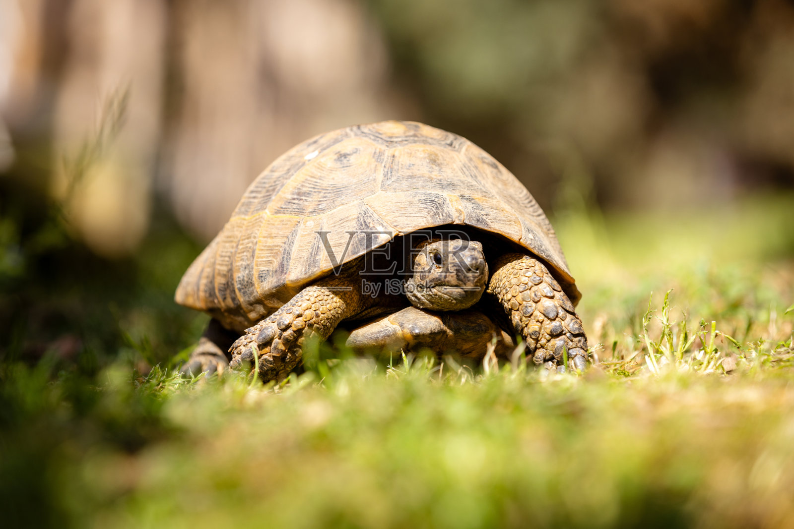陆地龟。照片摄影图片