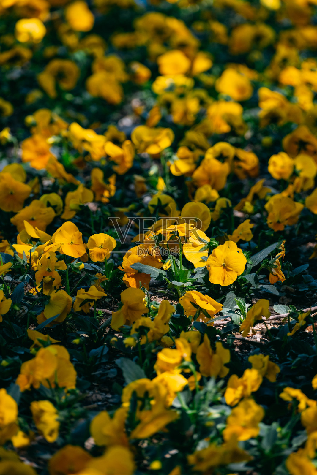 美丽的黄色紫罗兰花在花坛照片摄影图片