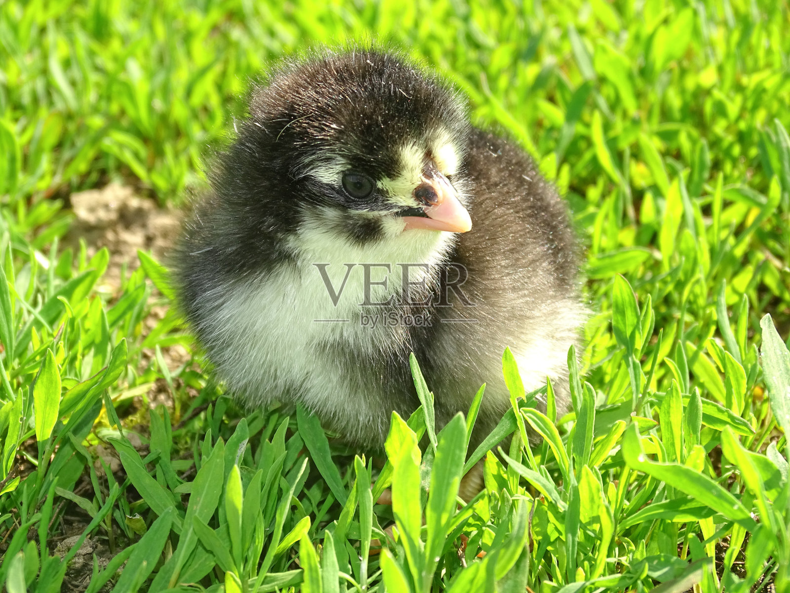 罗马尼亚草地上的小鸡照片摄影图片