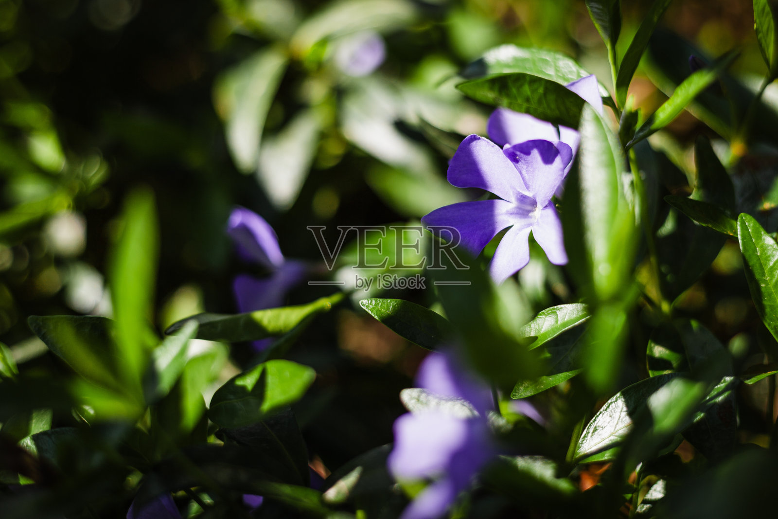 紫色花朵特写摄影。照片摄影图片