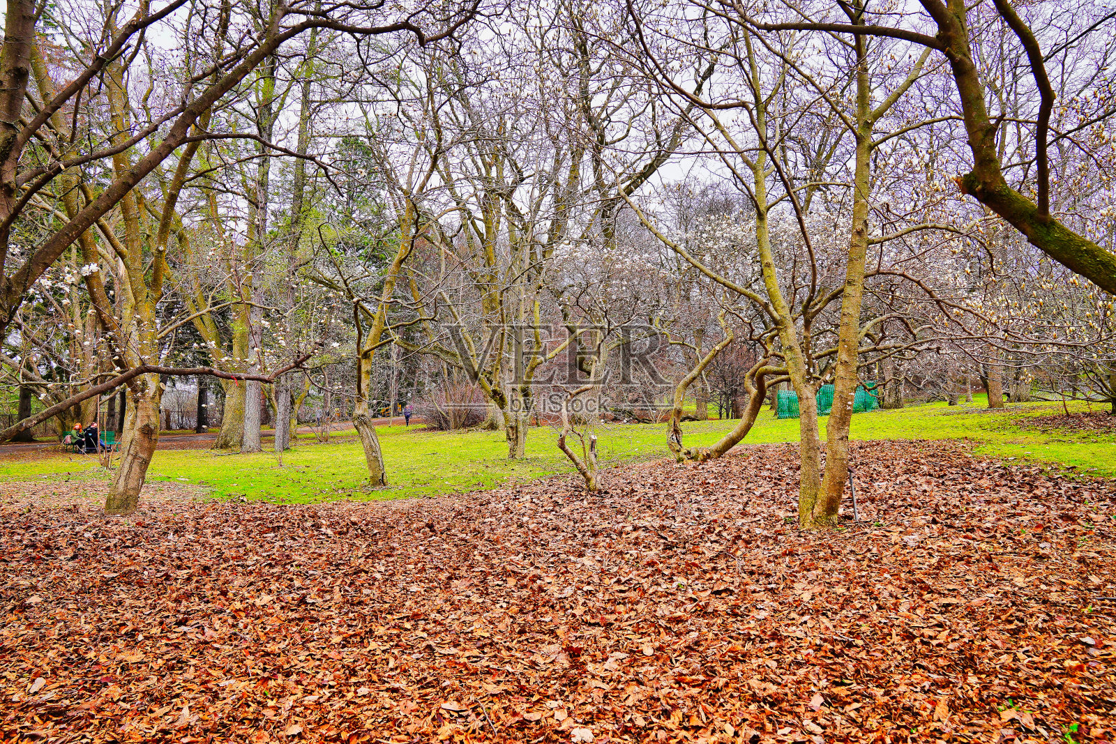 美丽的白玉兰树开满了白花照片摄影图片