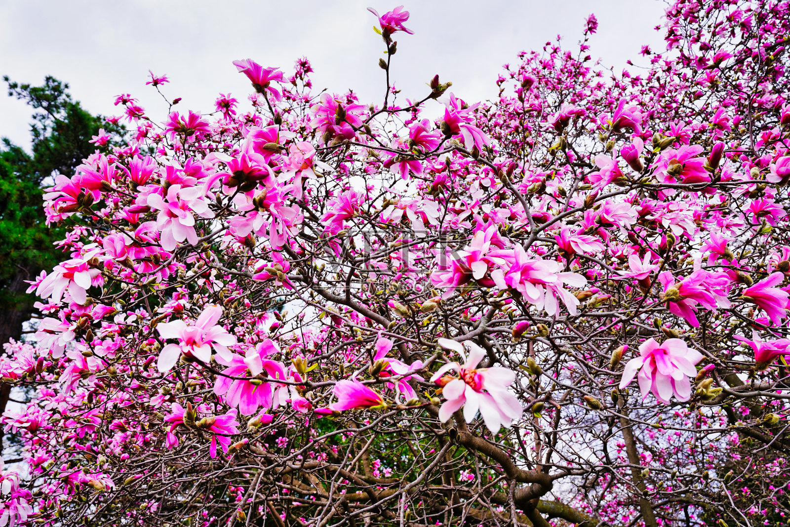 粉嫩的玉兰花照片摄影图片