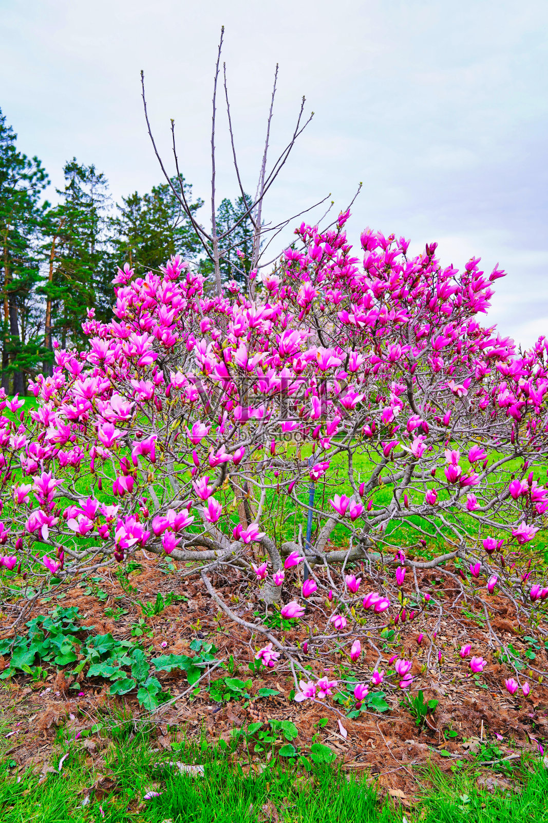 开着深粉红色花的木兰树照片摄影图片