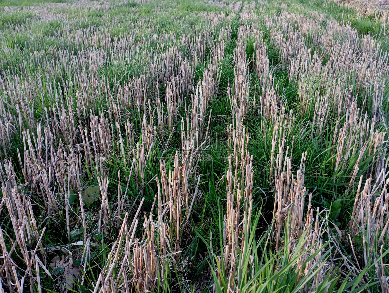 小麦后的残茬里长满了绿草。田野景观与割下的残茬之间生长着分裂的厚草。春天草地的纹理。照片摄影图片