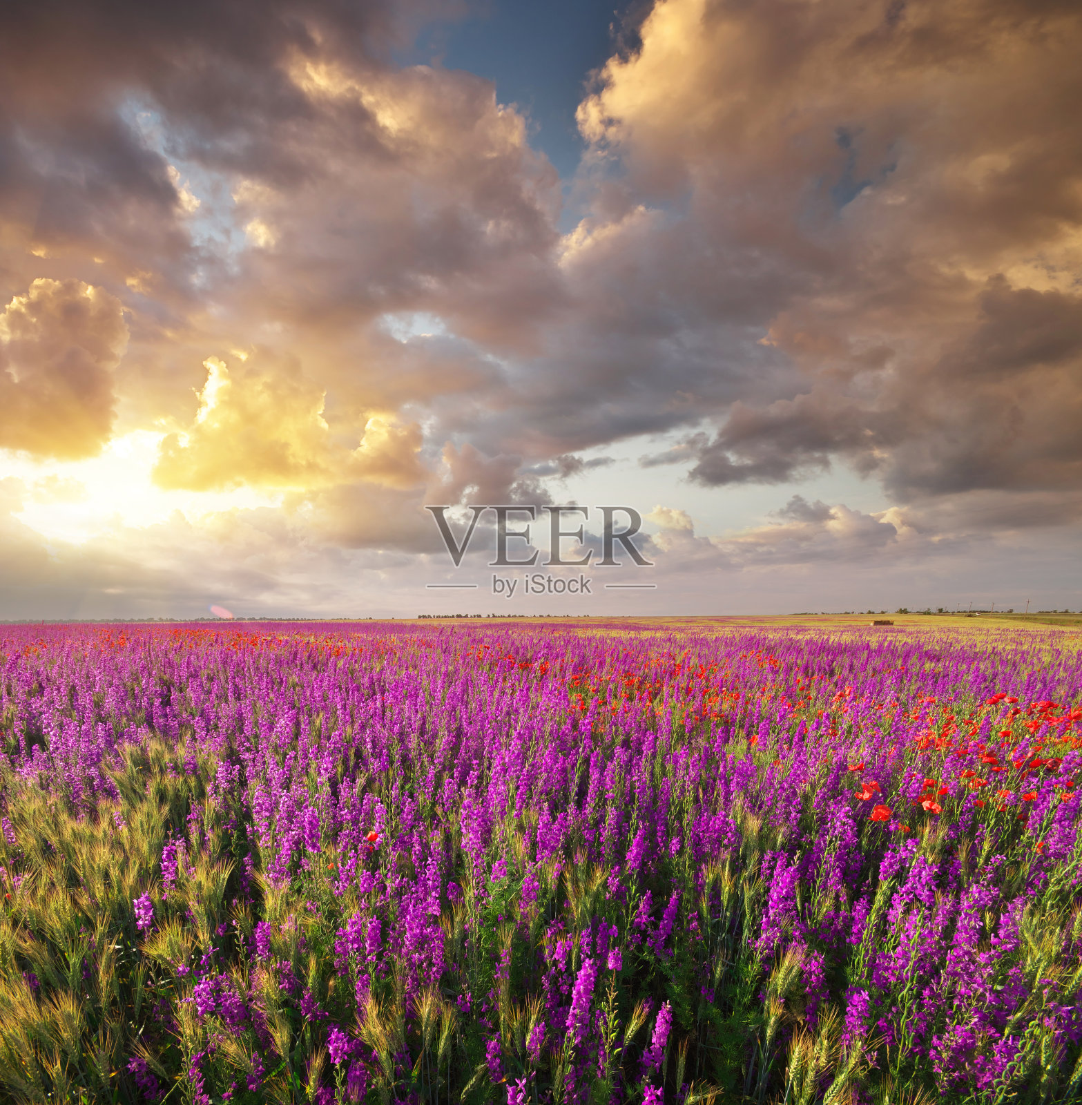 春天的紫罗兰花在草地上。照片摄影图片