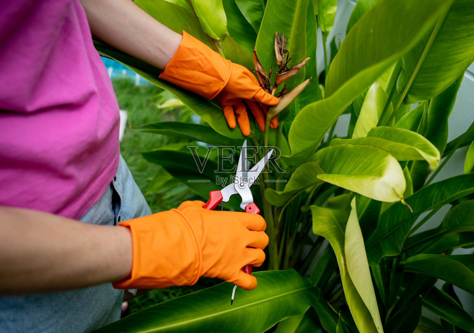 一个年轻的女人负责打理花园,给植物浇水、施肥和修剪照片摄影图片