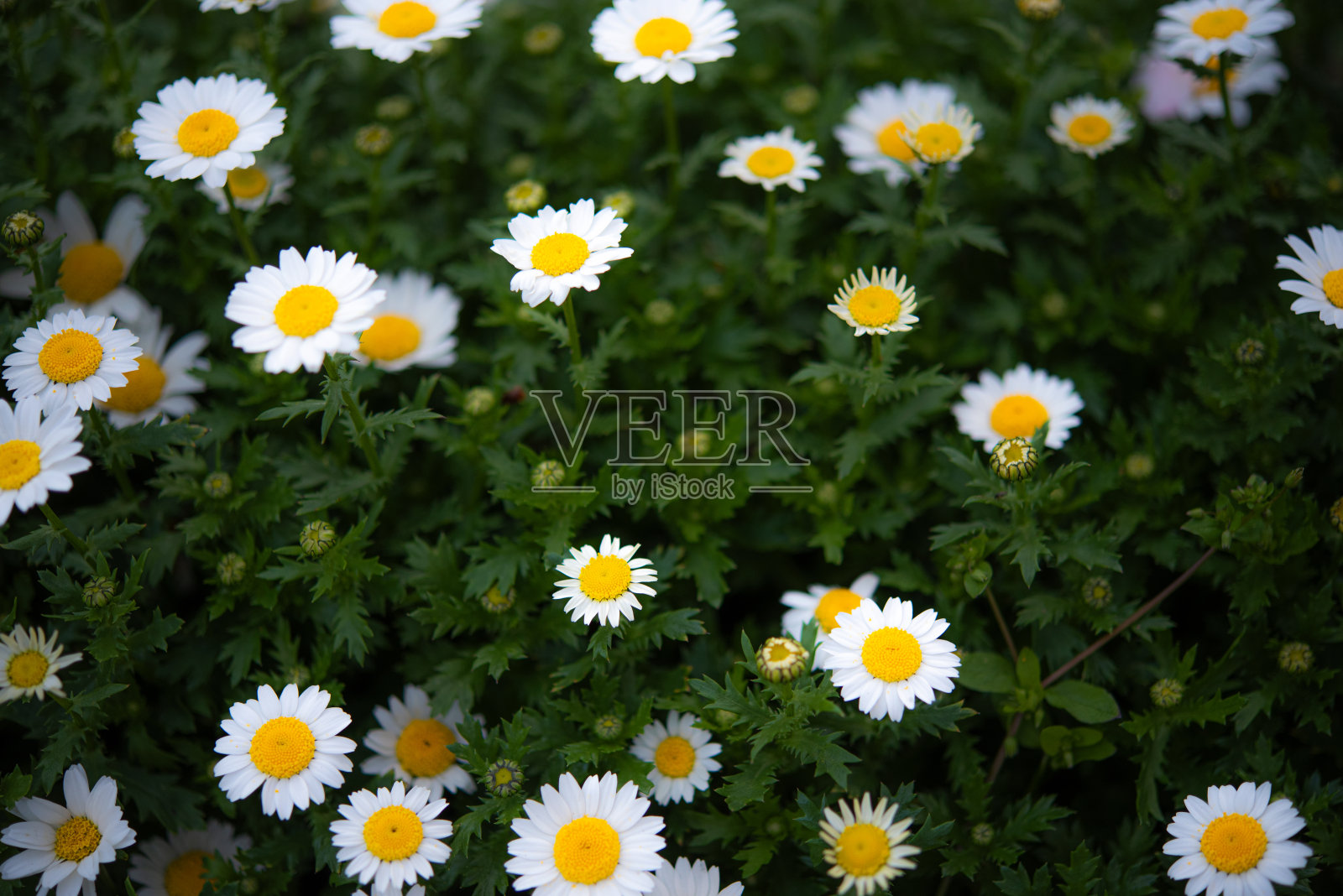 白色的花朵照片摄影图片