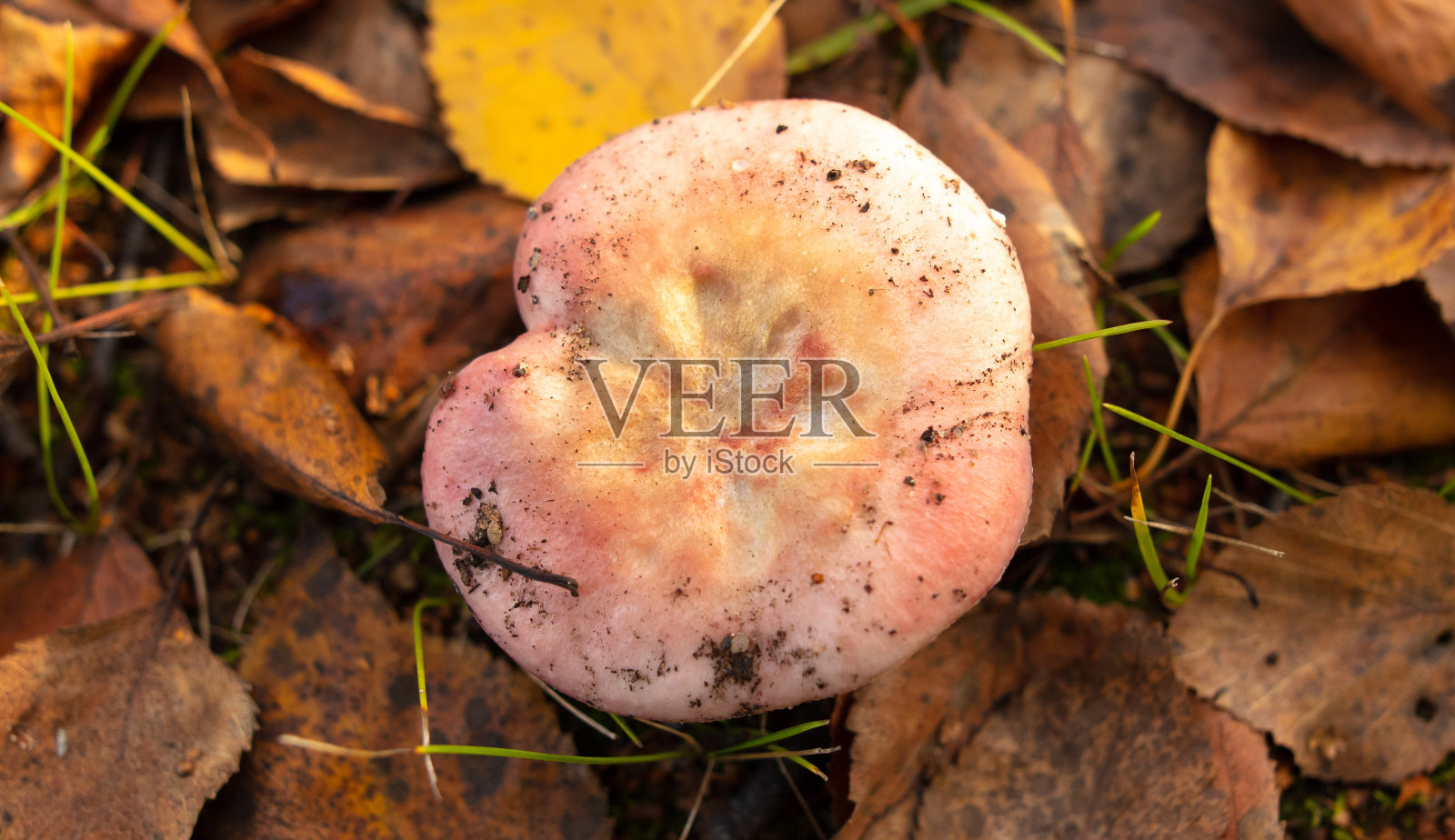 秋天,森林里地上的冬菇照片摄影图片