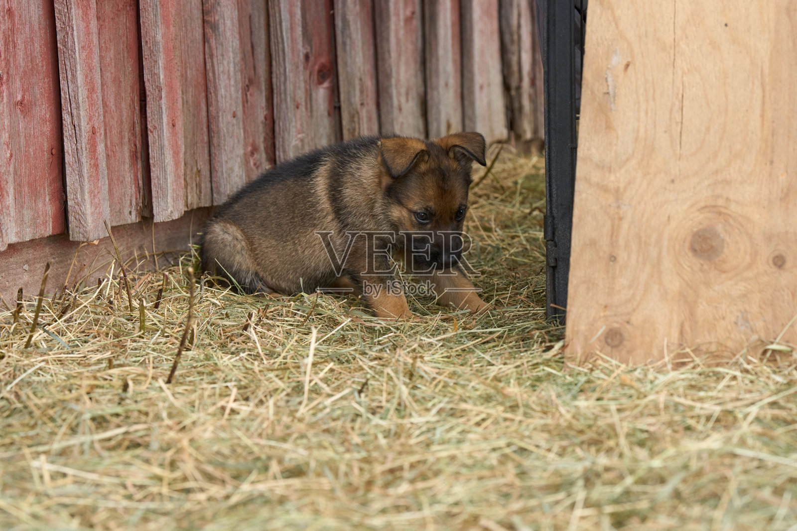 春天的一天,瑞典斯卡堡,美丽的德国牧羊犬小狗在花园里玩耍照片摄影图片