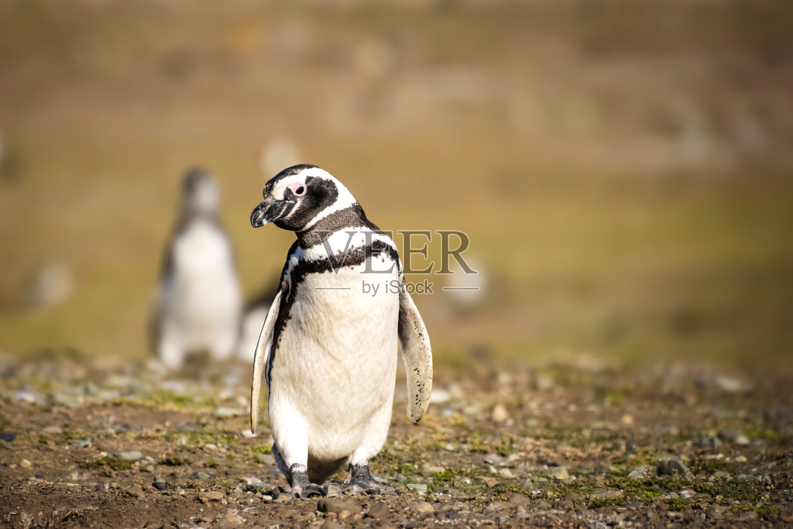 孤独男孩麦哲伦企鹅照片摄影图片