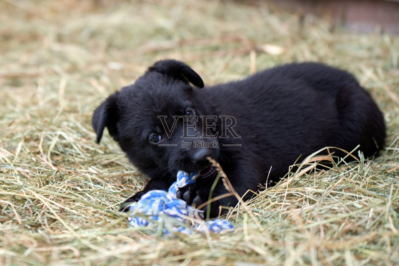 春天的一天,瑞典斯卡堡,美丽的德国牧羊犬小狗在花园里玩耍照片摄影图片