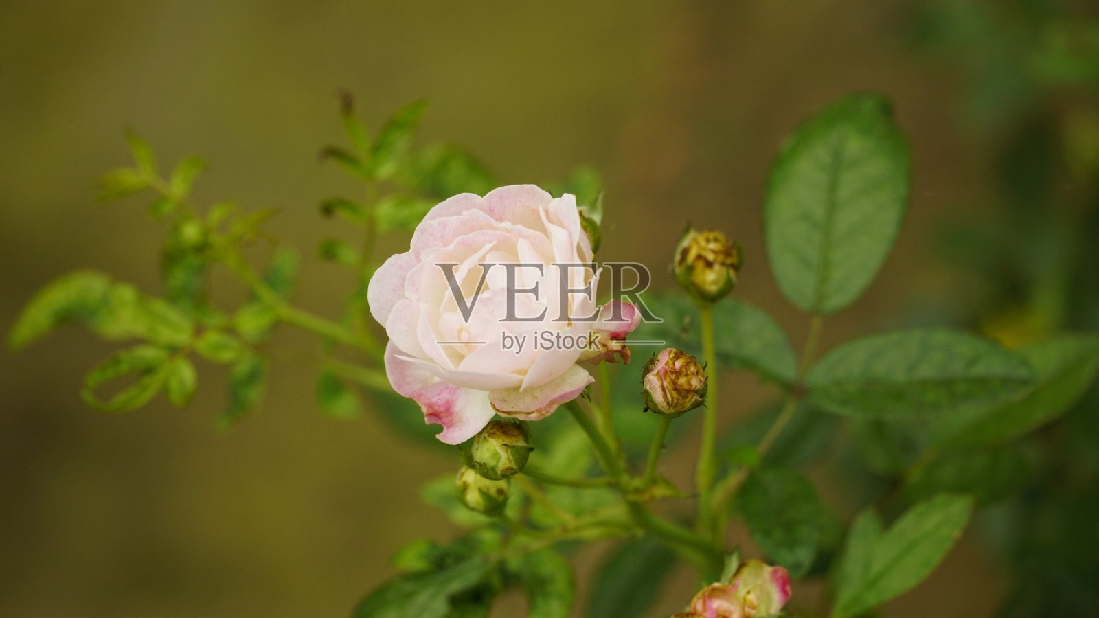 白玫瑰盛开的特写照片摄影图片