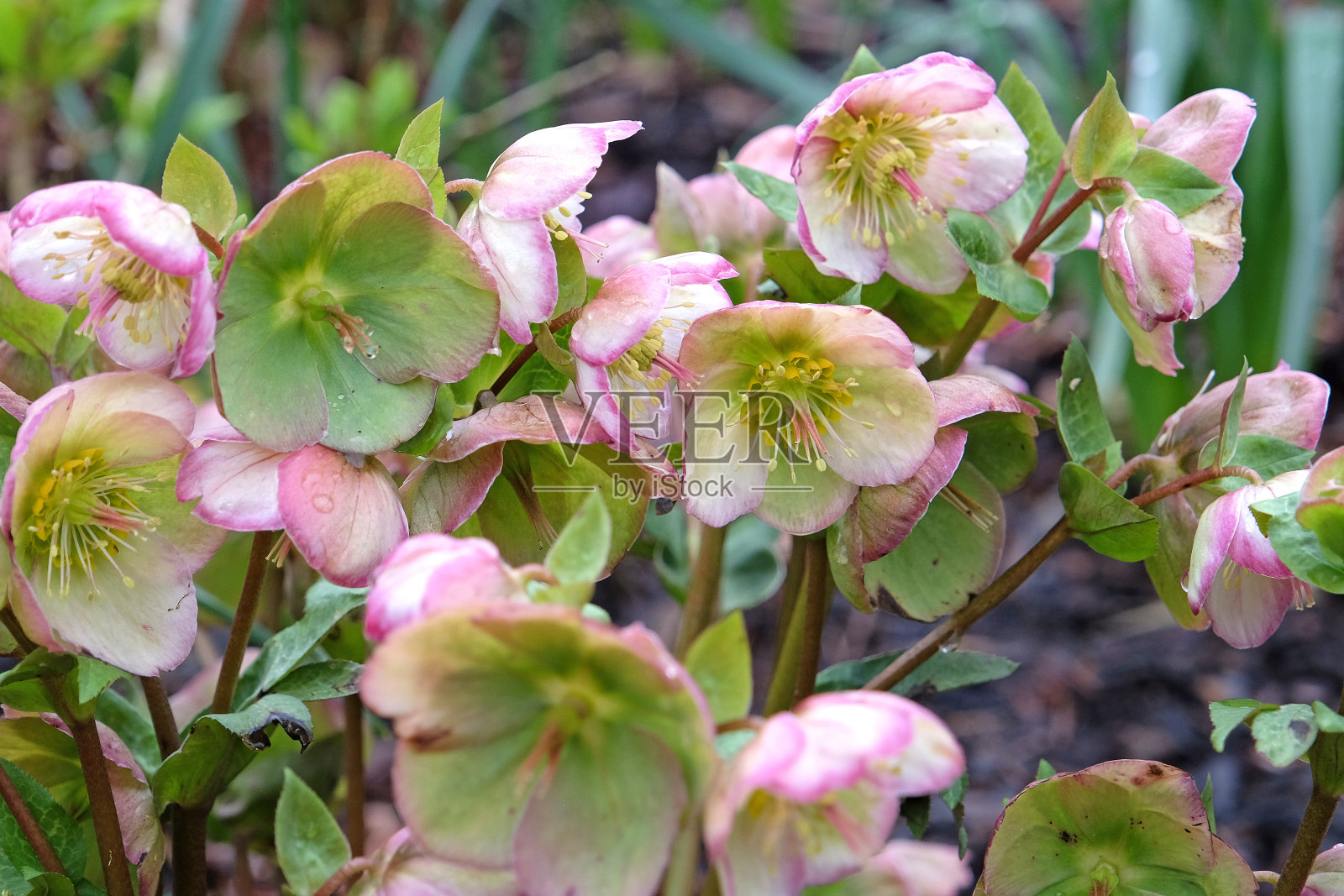 绿色,粉色和奶油色的海棠,四旬期玫瑰海棠,“格伦达的光泽”花。照片摄影图片