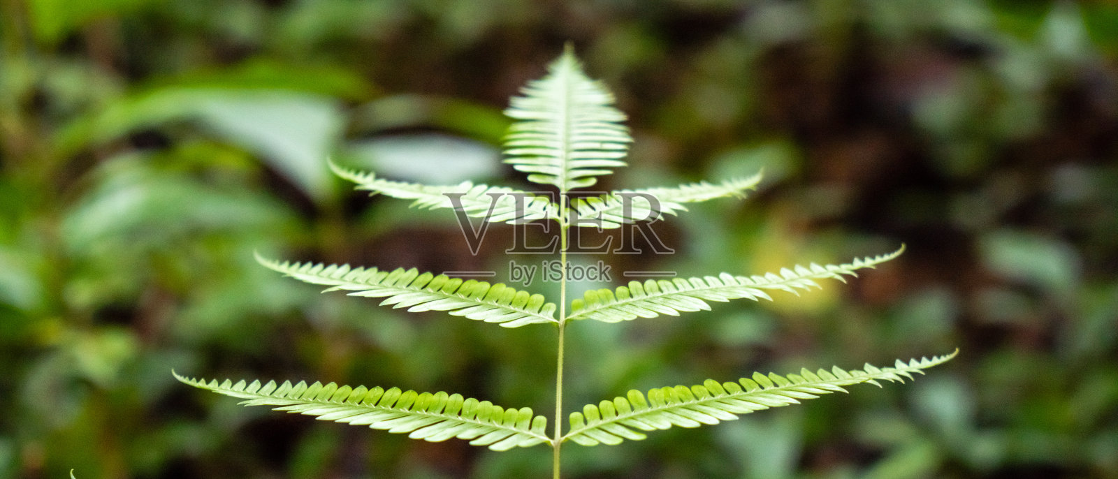 绿蕨(水蛭科)照片摄影图片