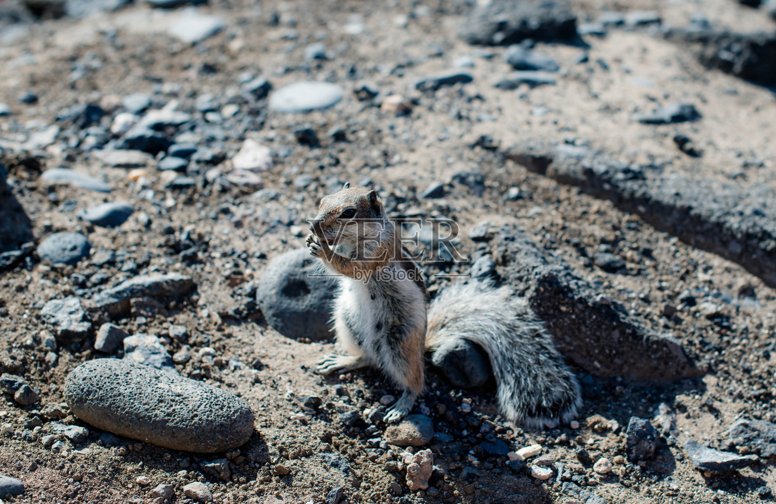 富埃特文图拉山区,小女孩正在喂一只野生松鼠照片摄影图片