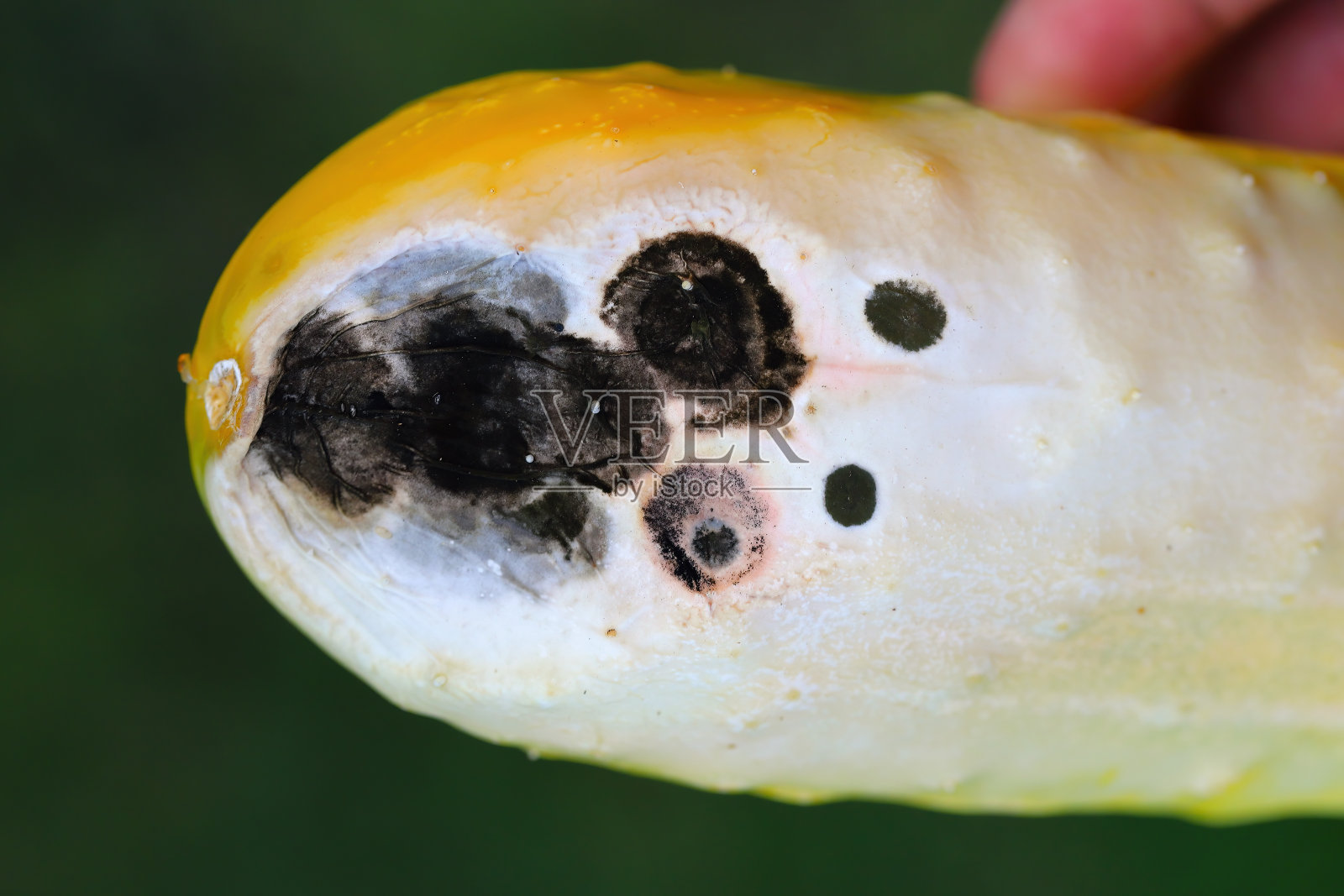 黄色背景上的烂黄瓜。全球饥饿问题。过度消费观念。照片摄影图片