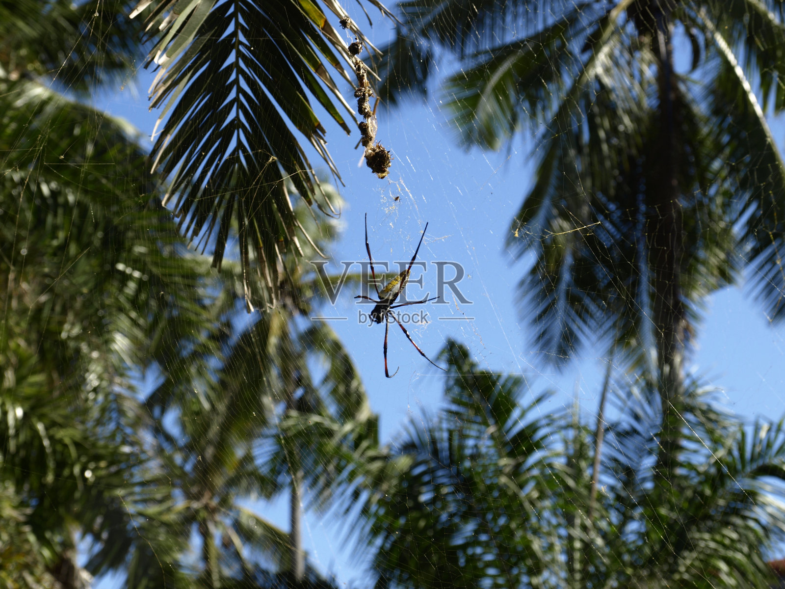 Spinne在Netz照片摄影图片