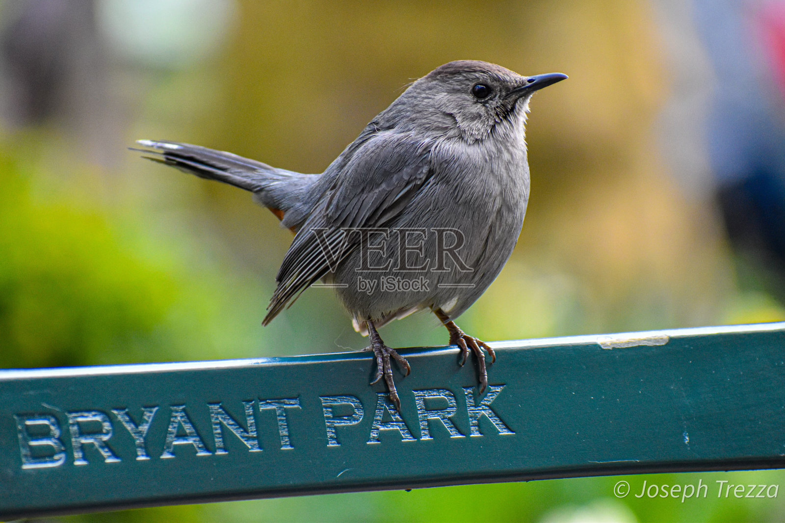 灰色的猫鹊照片摄影图片