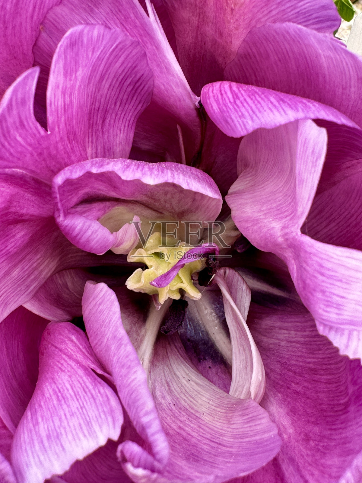 郁金香全画框多色照片摄影图片