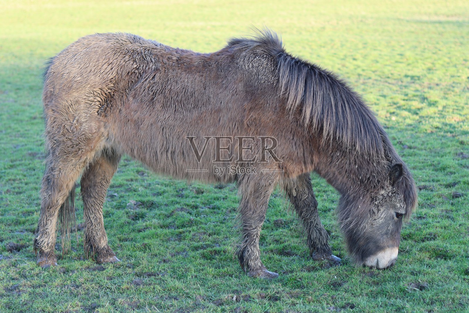 埃克斯穆尔小马在阳光下的田野里吃草照片摄影图片