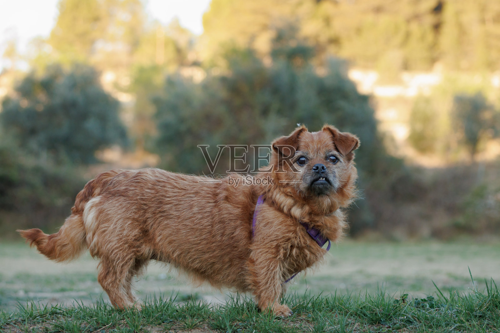 由于成年在大自然中摆姿势,牙齿不完整的老年狗Nami照片摄影图片