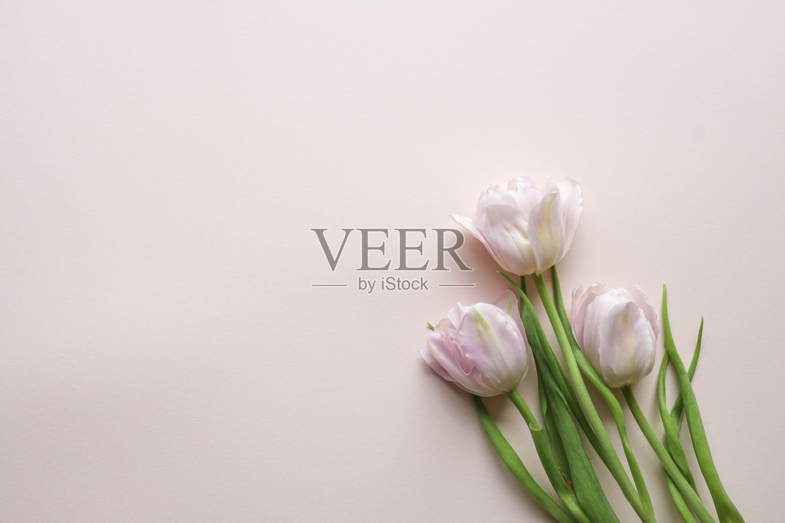 粉红色郁金香的花束在柔和的背景。母亲节,情人节,生日庆祝概念。贺卡。复制文本空间,俯视图照片摄影图片