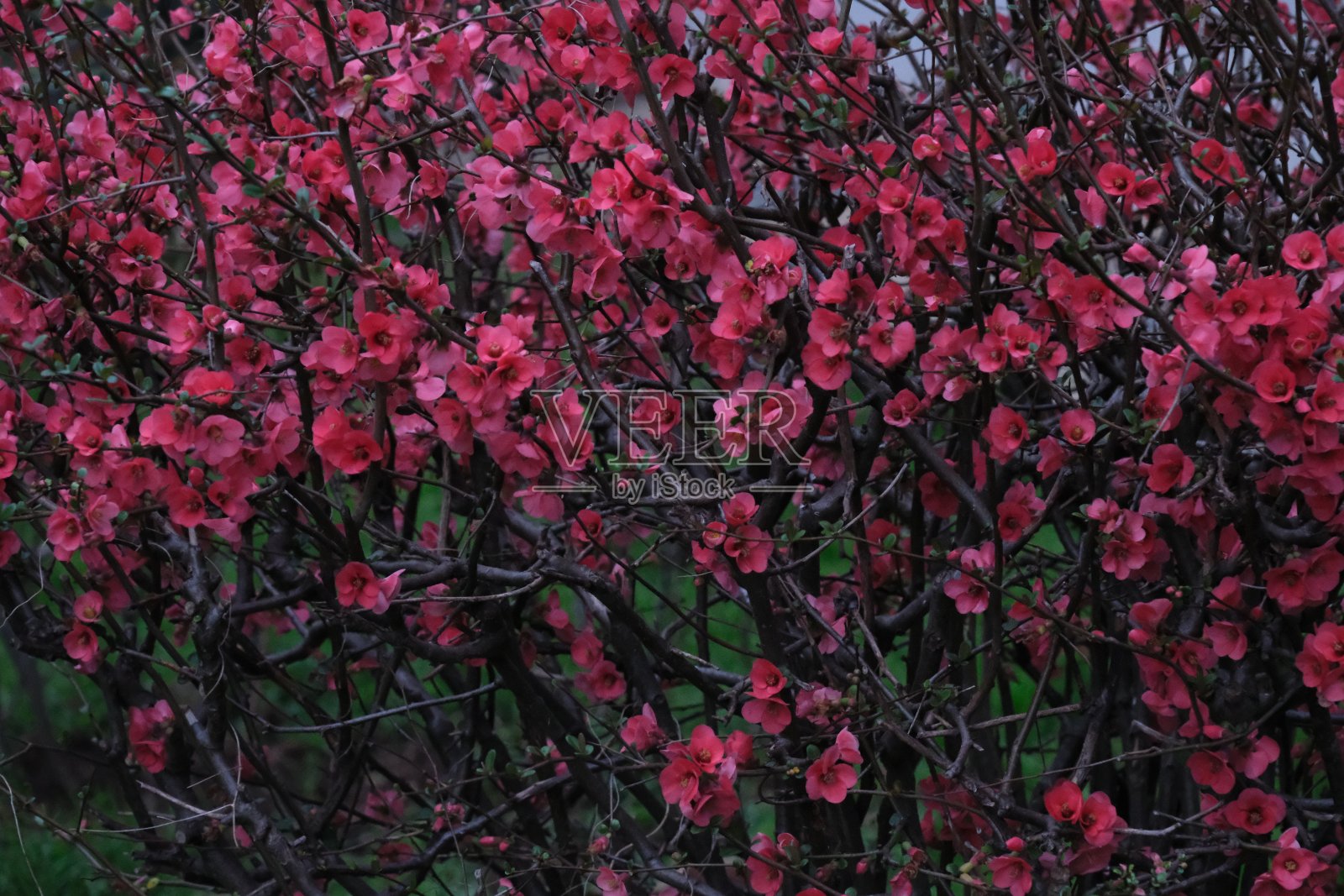 粉花树照片摄影图片