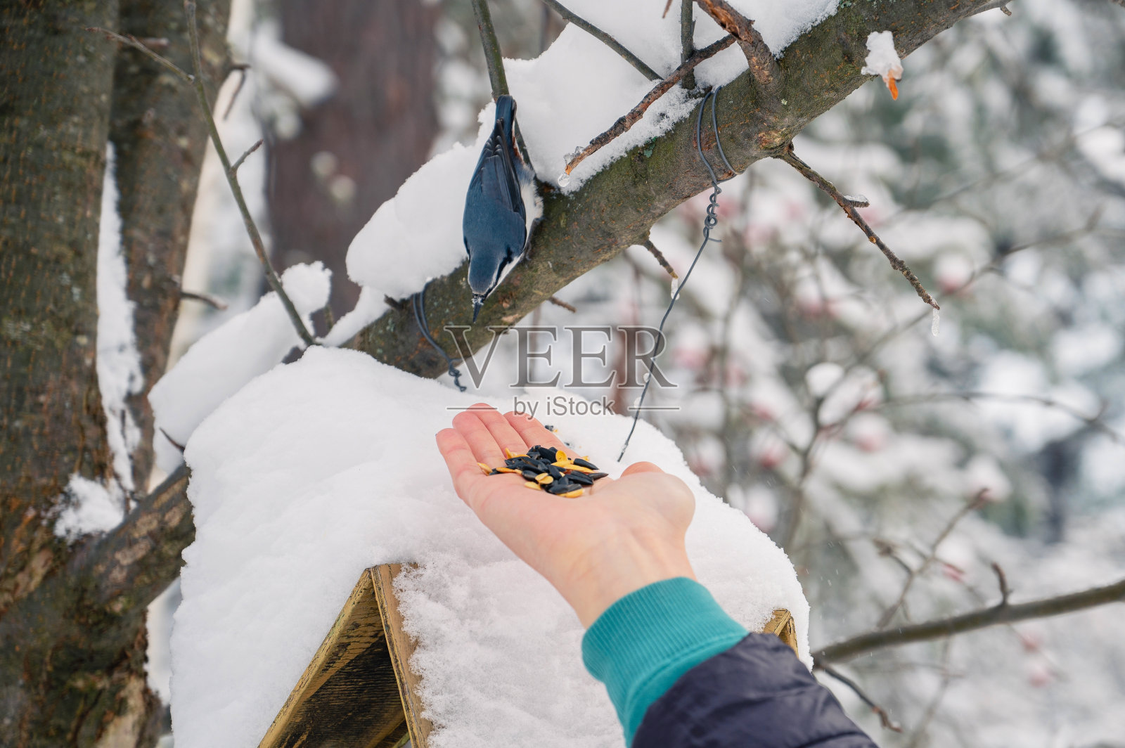 穿着冬季夹克的女人正在喂鸟照片摄影图片