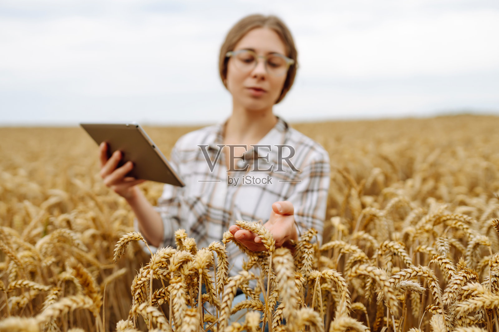 一名农学家在田地里拿着药片检查作物的生长情况。照片摄影图片