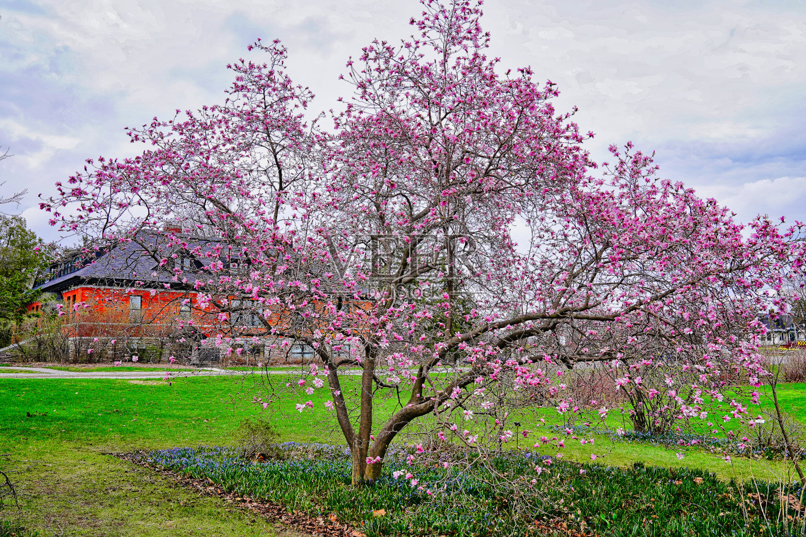 可爱的粉红色的玉兰花照片摄影图片