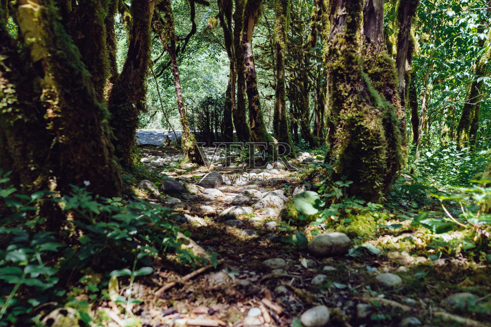 在晴朗的夏日,阿布哈兹美丽的紫杉和黄杨森林照片摄影图片